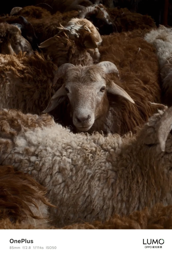 OnePlus 15 OnePlus 15 Camera Performance Glimpse Leaked Ahead of Launch; Here are Three Different Pictures